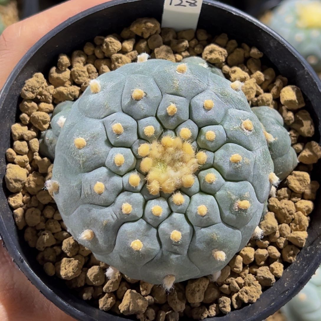 m实生特小格子you佛头