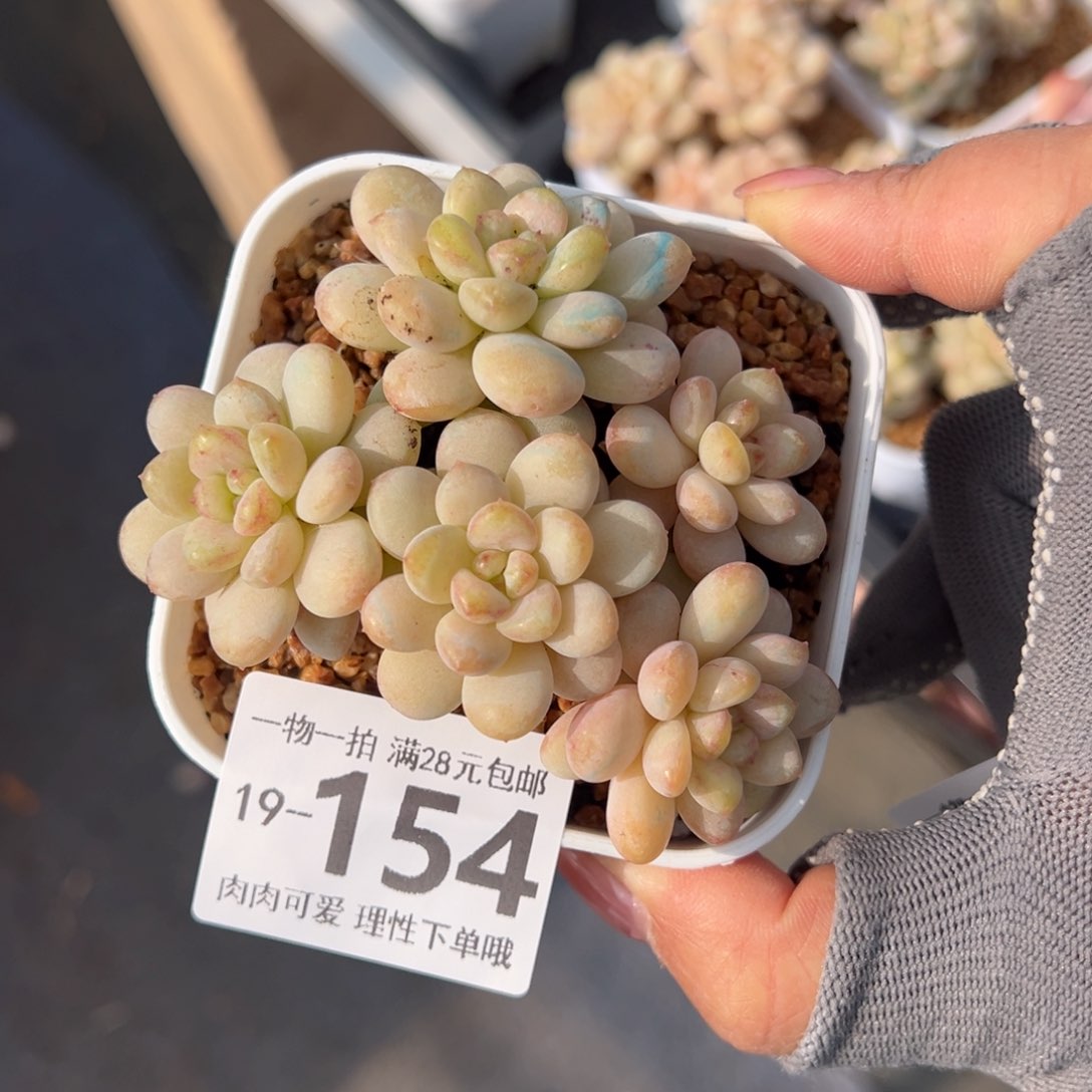 阳光玫瑰多肉多肉多肉多肉多肉