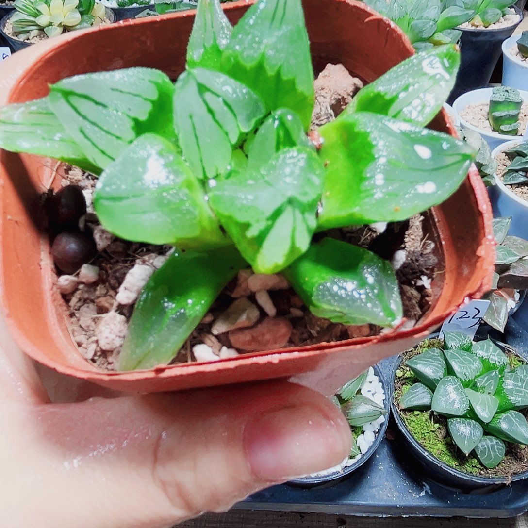冰城寿多肉植物666