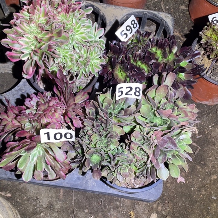 4颗13厘米左右小缀法师