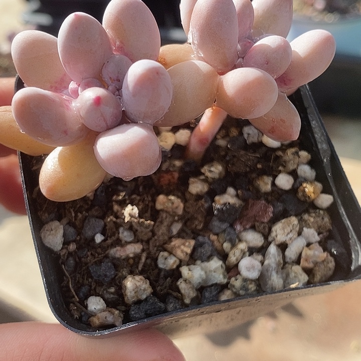 桃花奶，仙子，629号