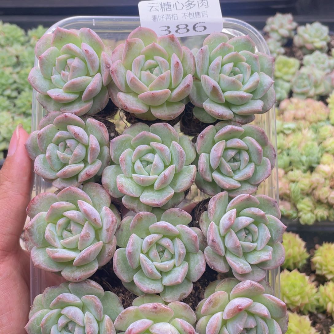 云糖心多肉植物386