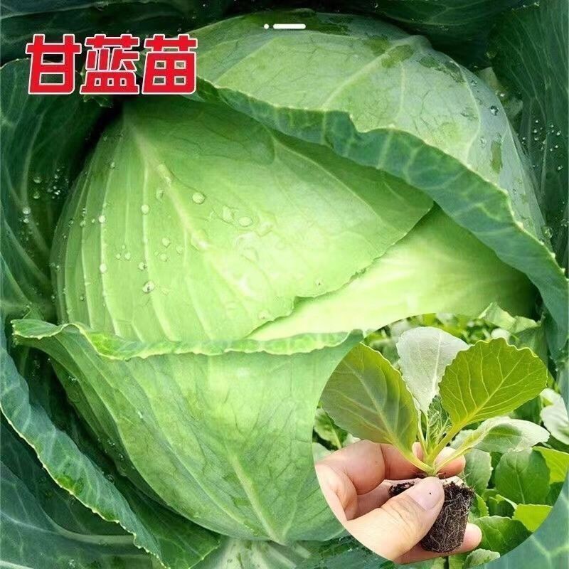 绿甘蓝苗秧球形甘蓝苗带土包菜绿甘蓝苗四季耐寒农家阳台蔬菜