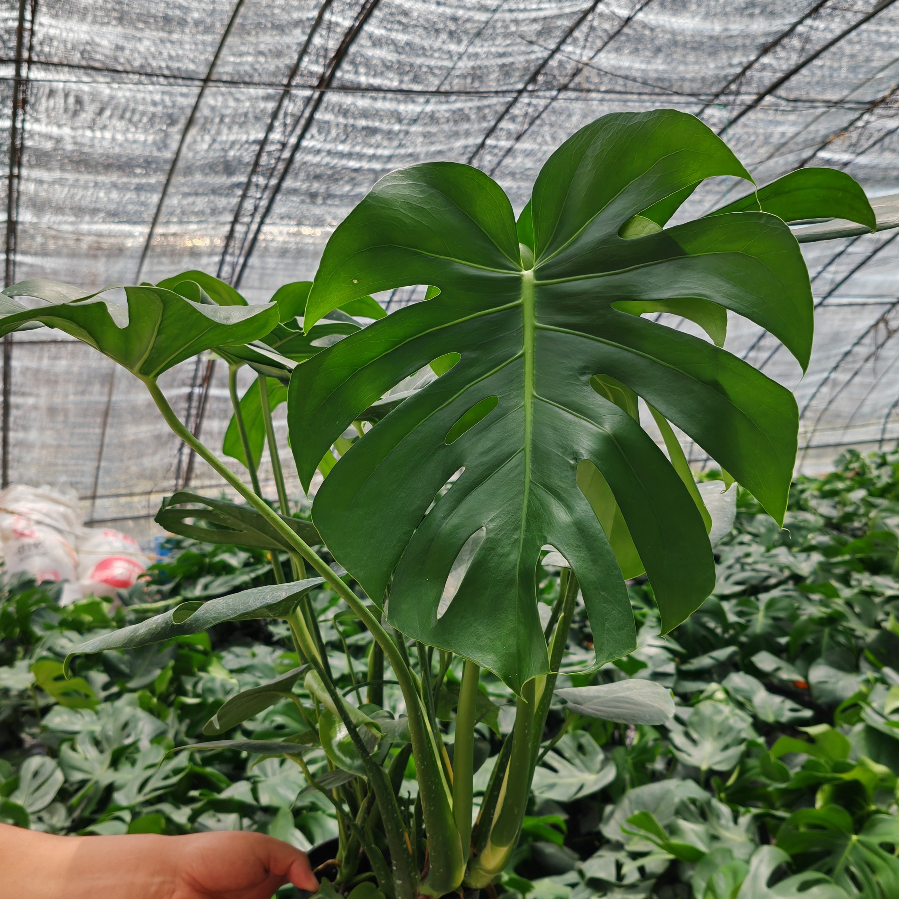 65-80公分龟背竹净化空气吸附甲醛