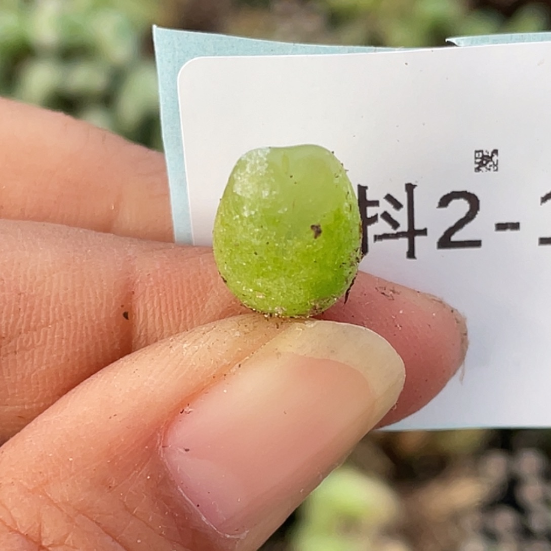 2-14拉登多肉植物