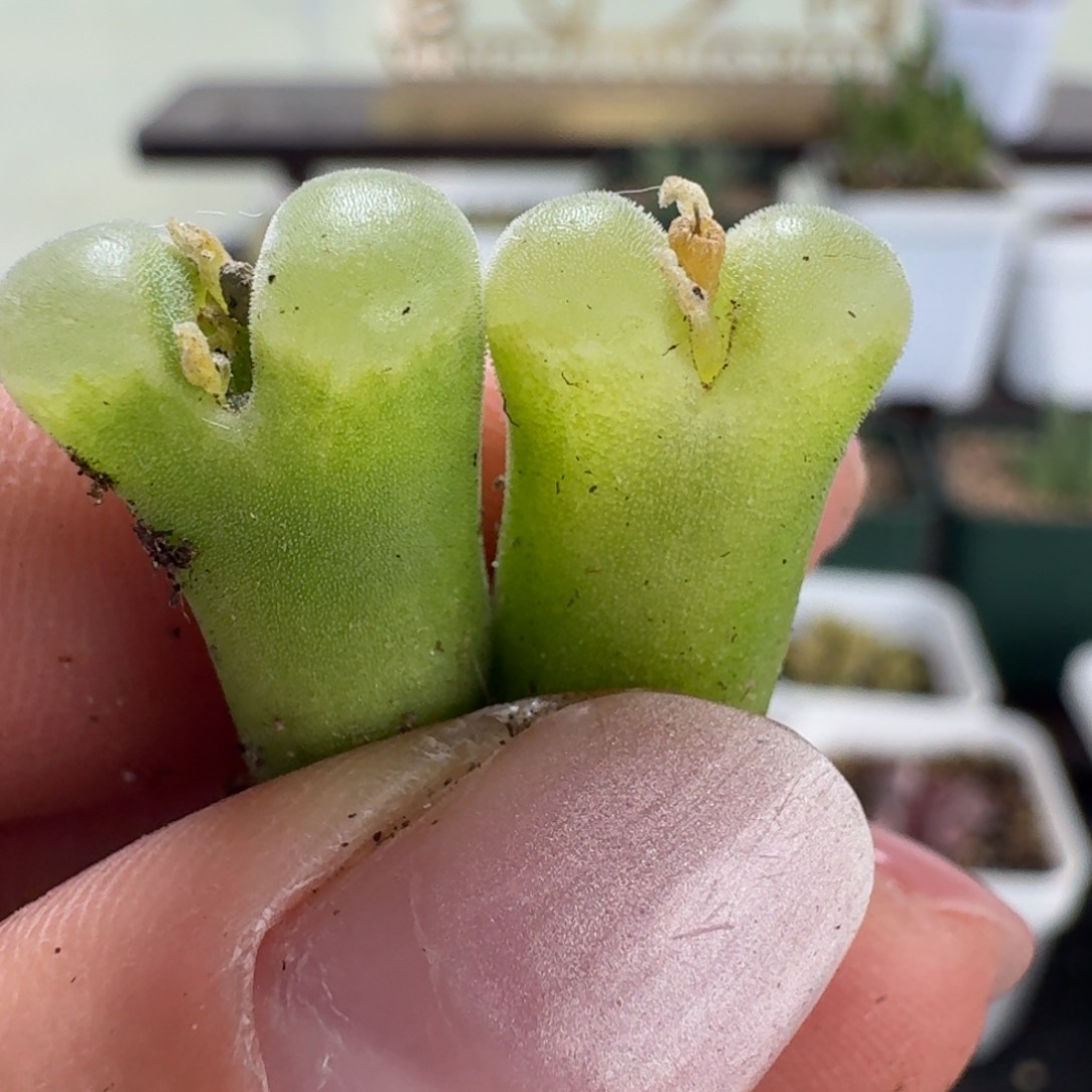 466天鹅绒两颗00885888558