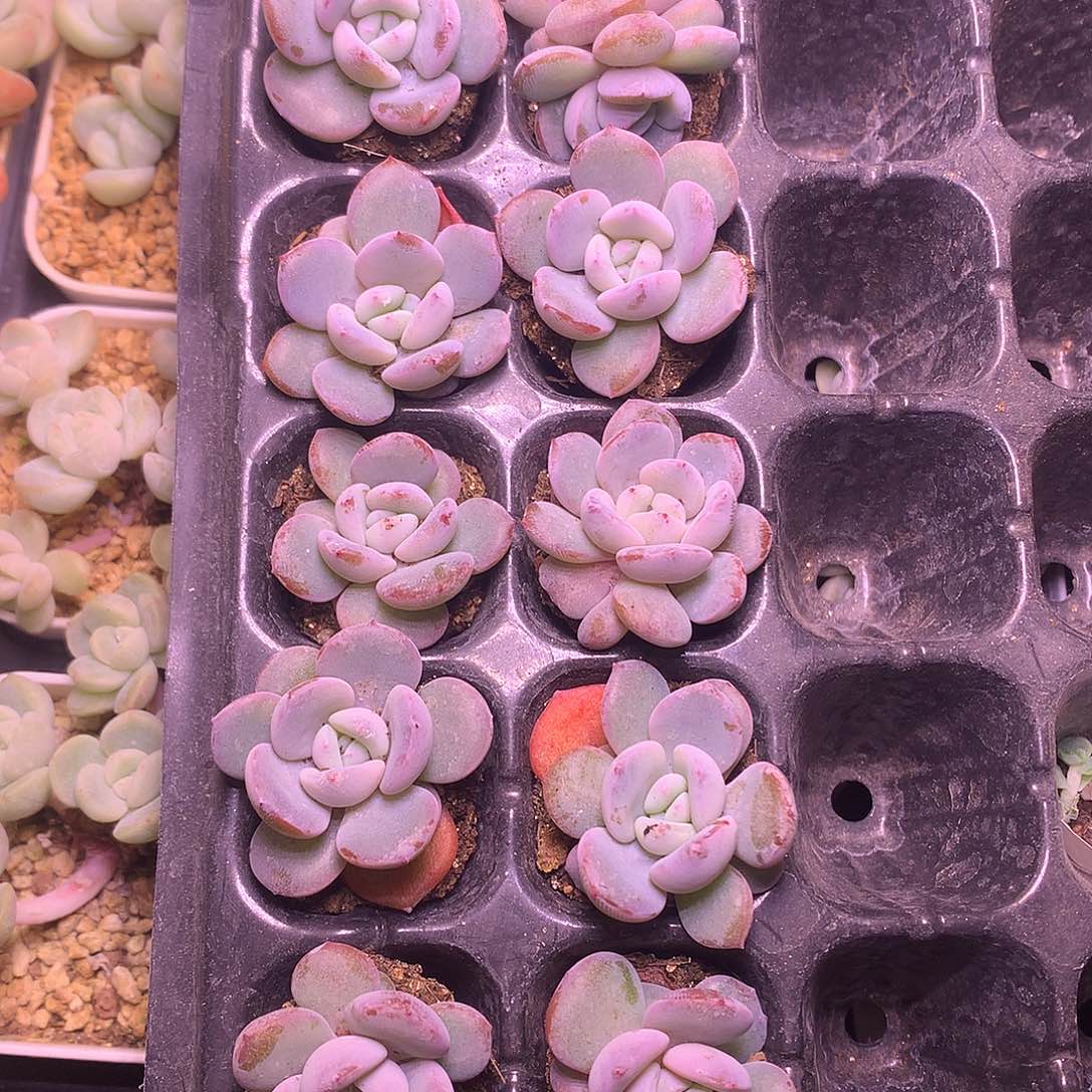 10个韩版奶茶包正版