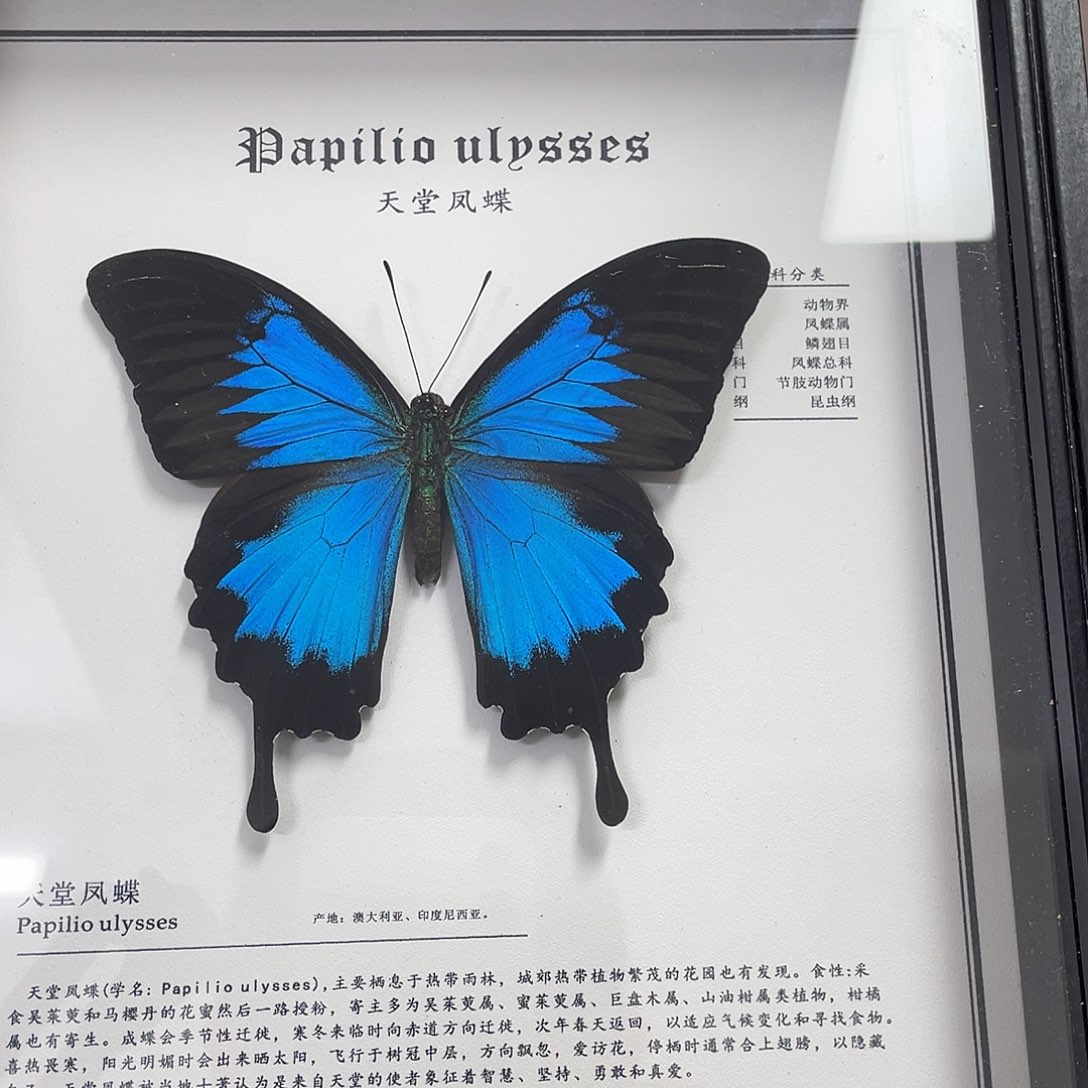 有机玻璃蝴蝶标本