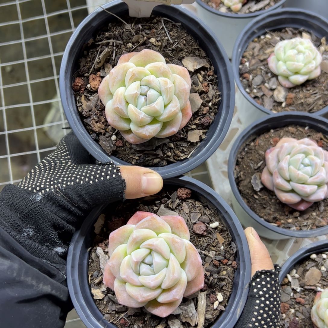 红陶85号多肉植物