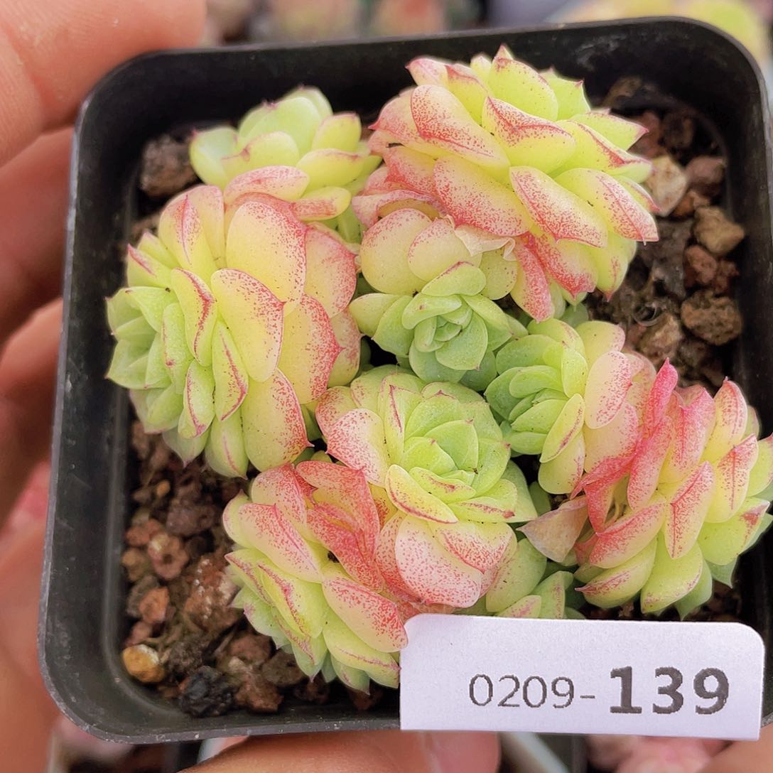 000000000000139量拍