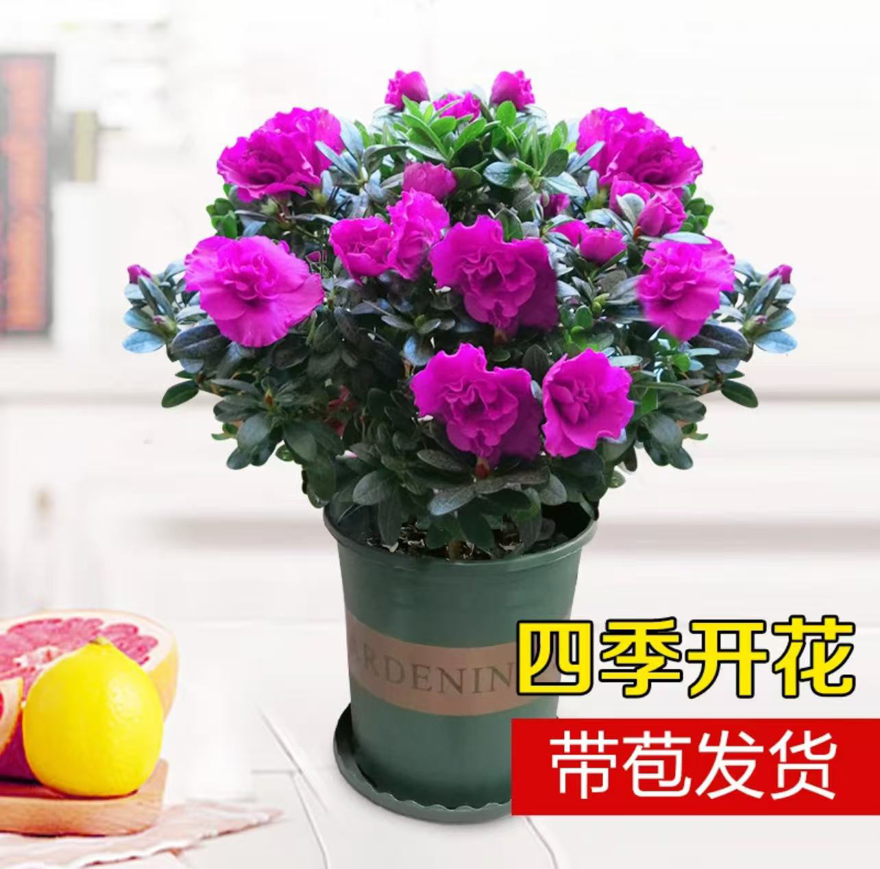 带花苞发货的紫色杜鹃花盆栽四季开花耐寒适合客厅办公室