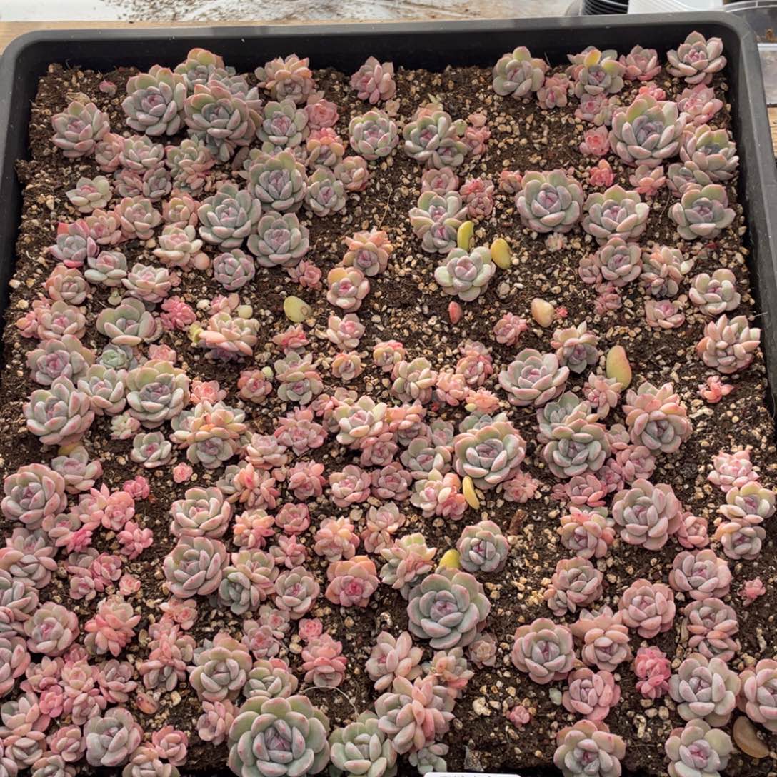 云糖心多肉植物392