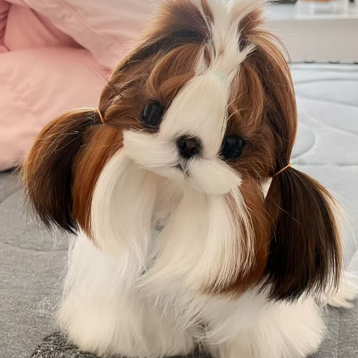 黄白花阿布索犬（拉萨本地繁殖）