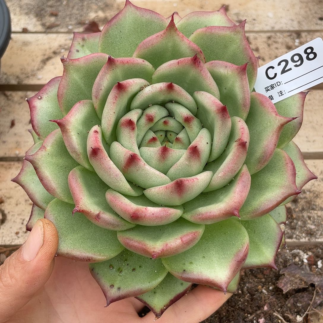 若如东云单拍C298