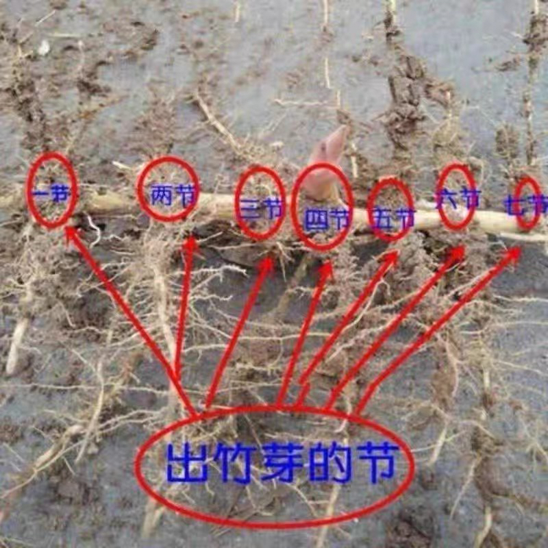 龙鳞竹根龙鳞竹10个芽包起发