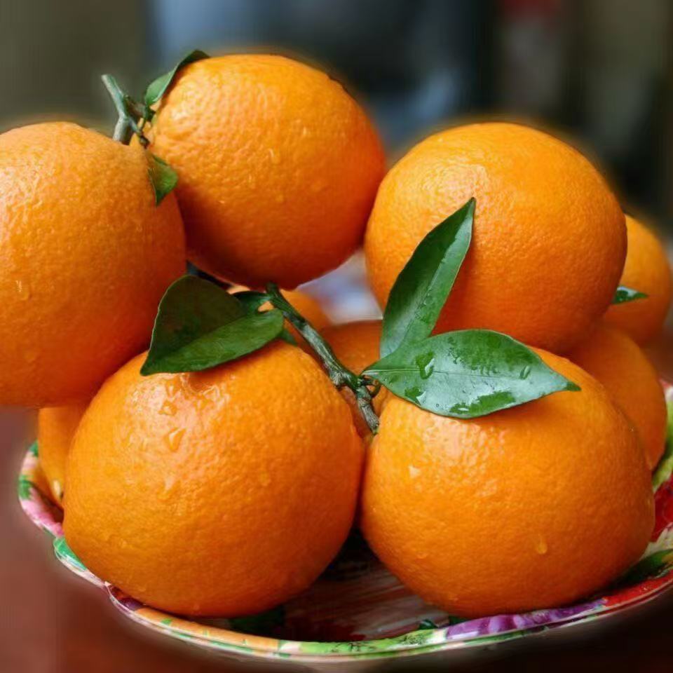 【江安脐橙】四川宜宾本地脐橙皮包汁水多浓郁的果味