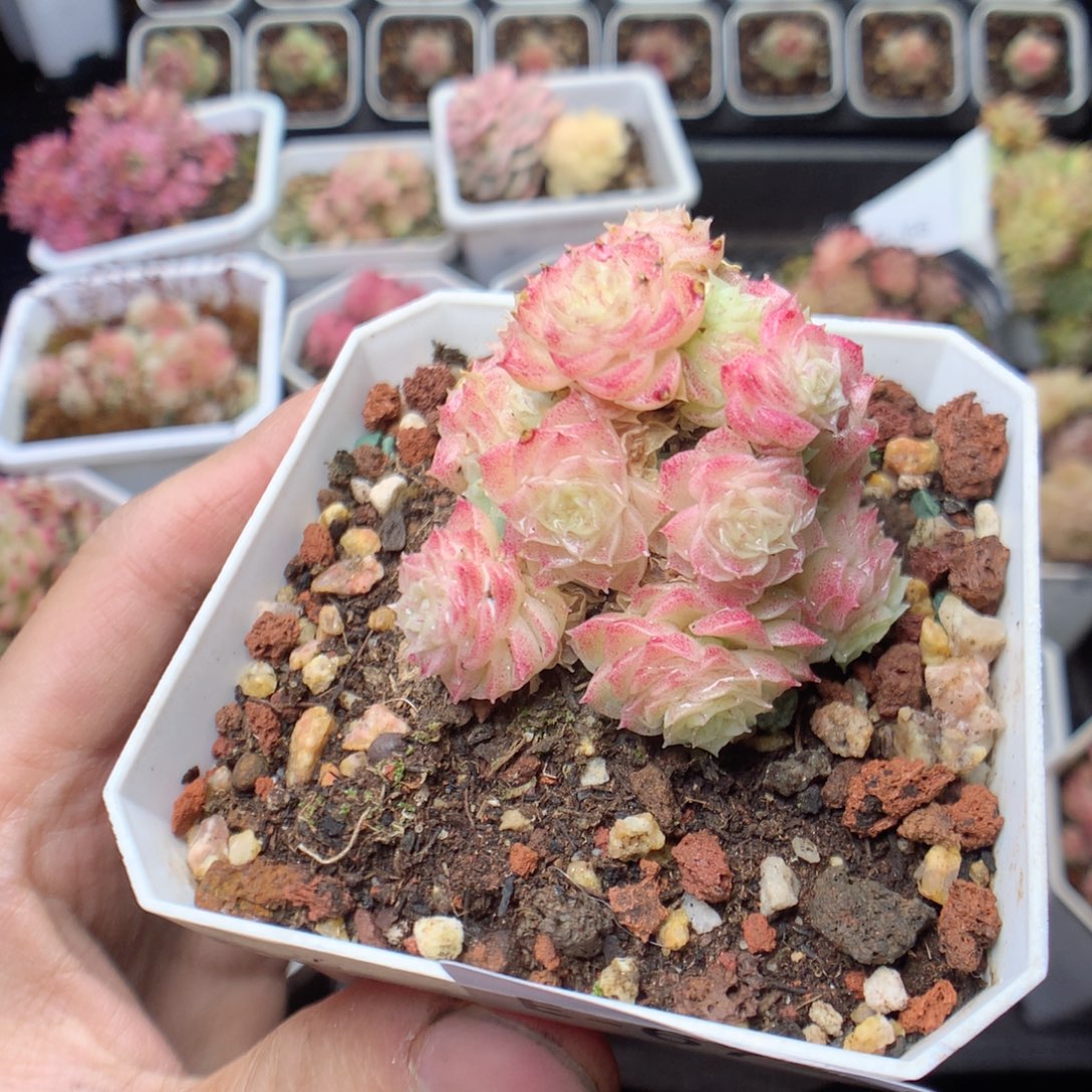 无花朵E67。 yyyyyyyy