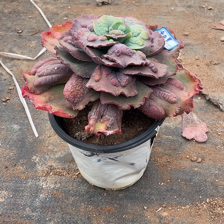 姐***懂4 0号包菜系列多肉植物1棵