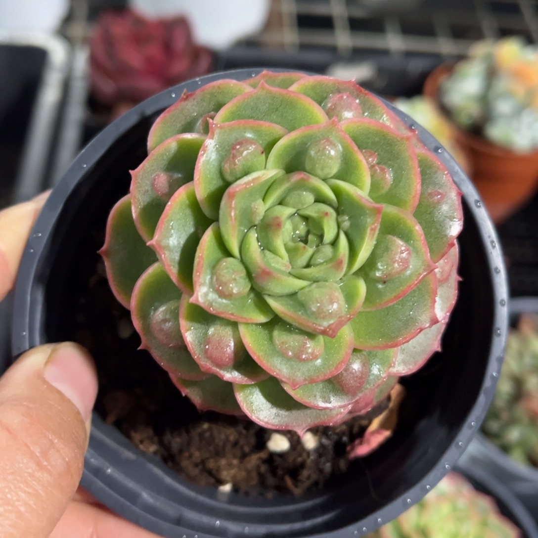 奇异果多肉植物多肉