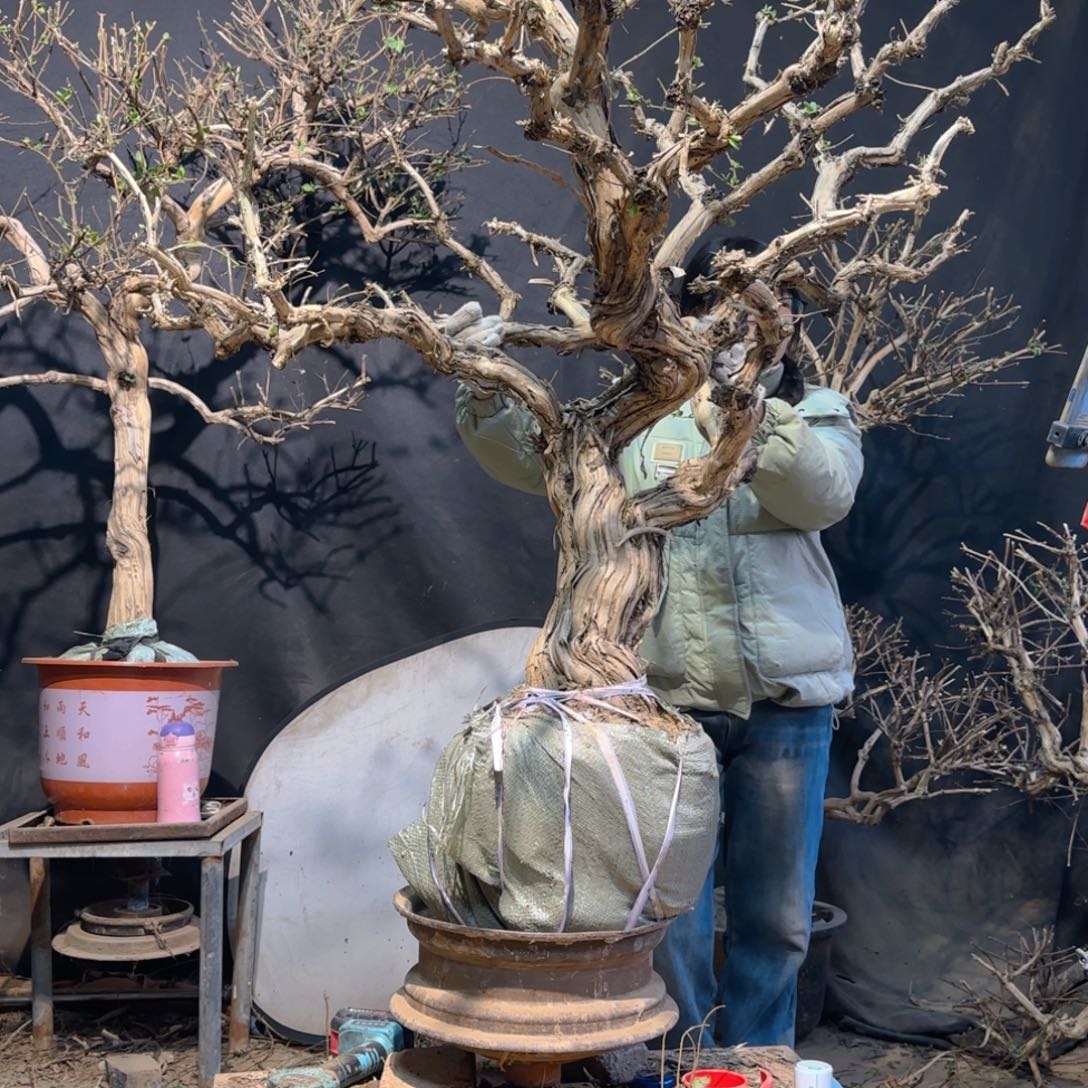 金银花金银花金银花