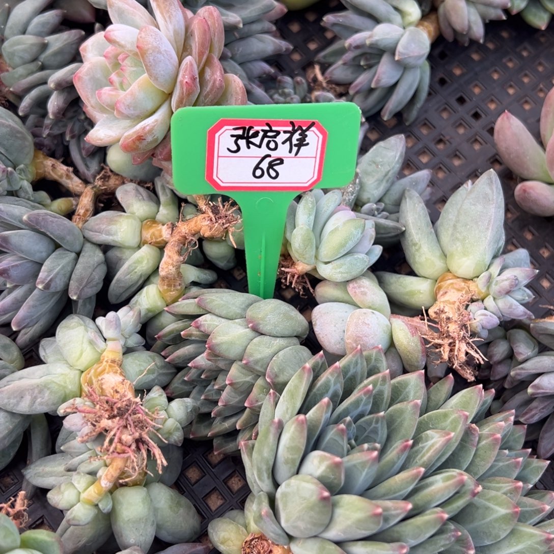 张***祥我是花卉专用车司机，张启祥68