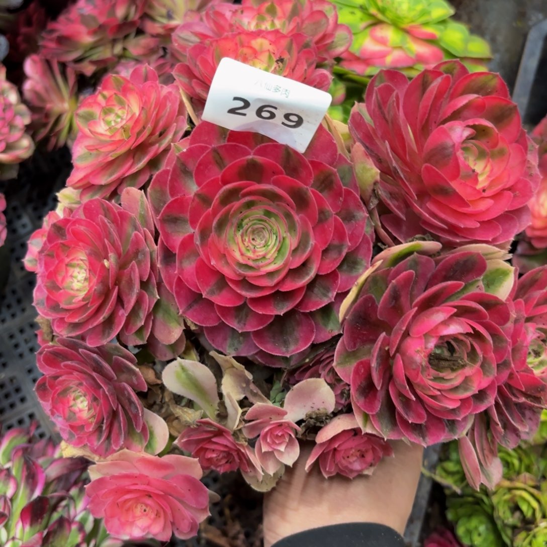 269多肉植物倾城