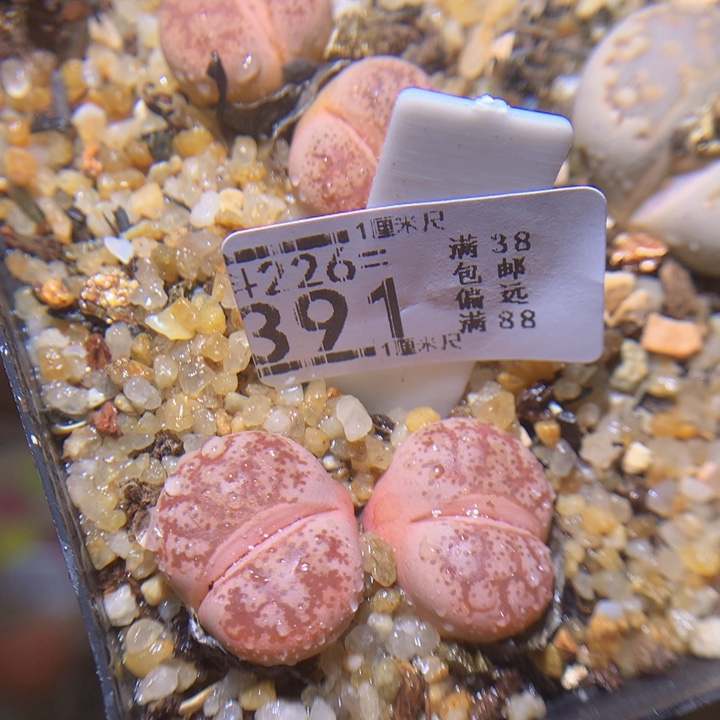 精品生石花226.391
