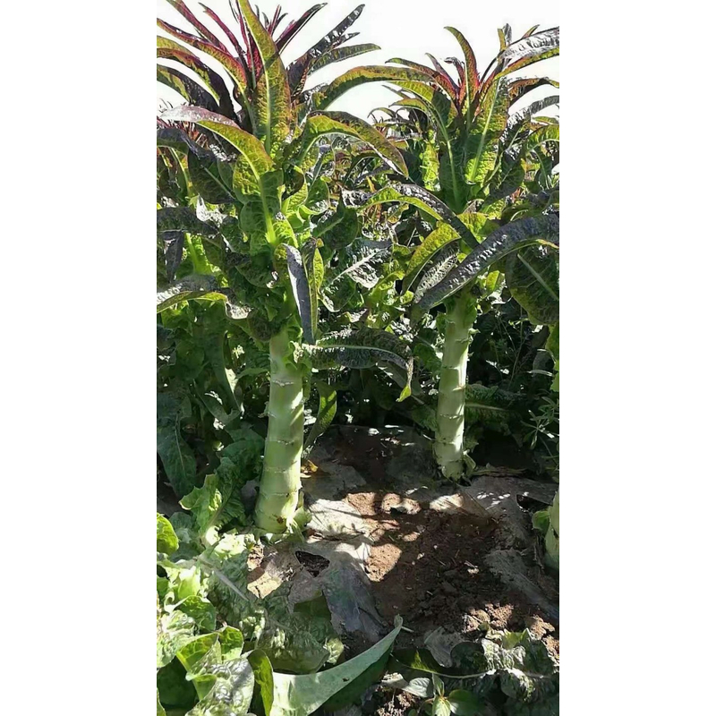 【顺丰包邮】苏北农家露天新鲜紫叶莴苣绿心莴笋带叶现摘发货紫叶莴笋