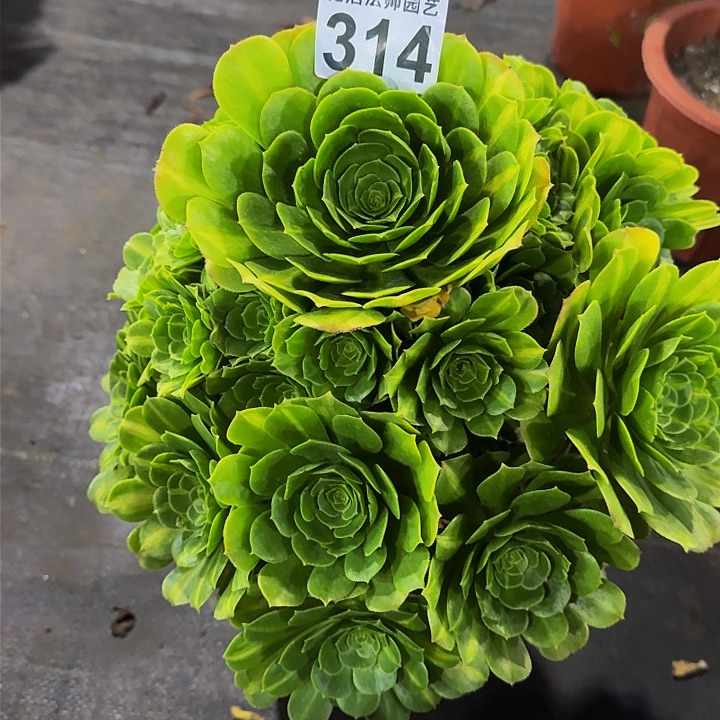 红陶翡翠琉璃314