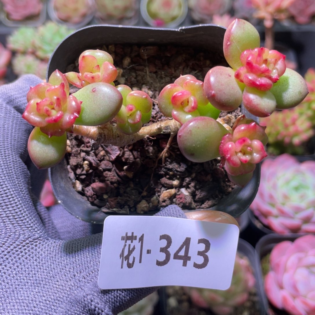 花利美1-343苹果花