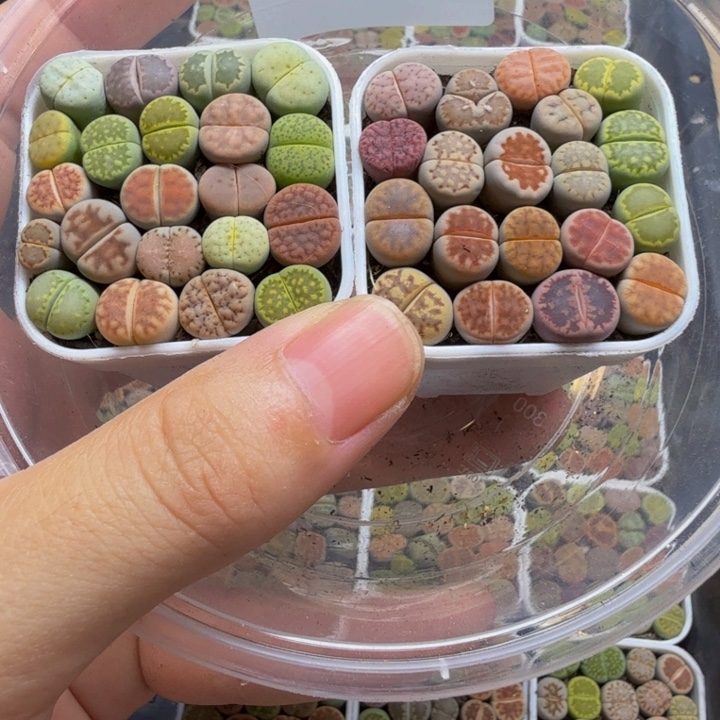 多肉植物的生长发育106