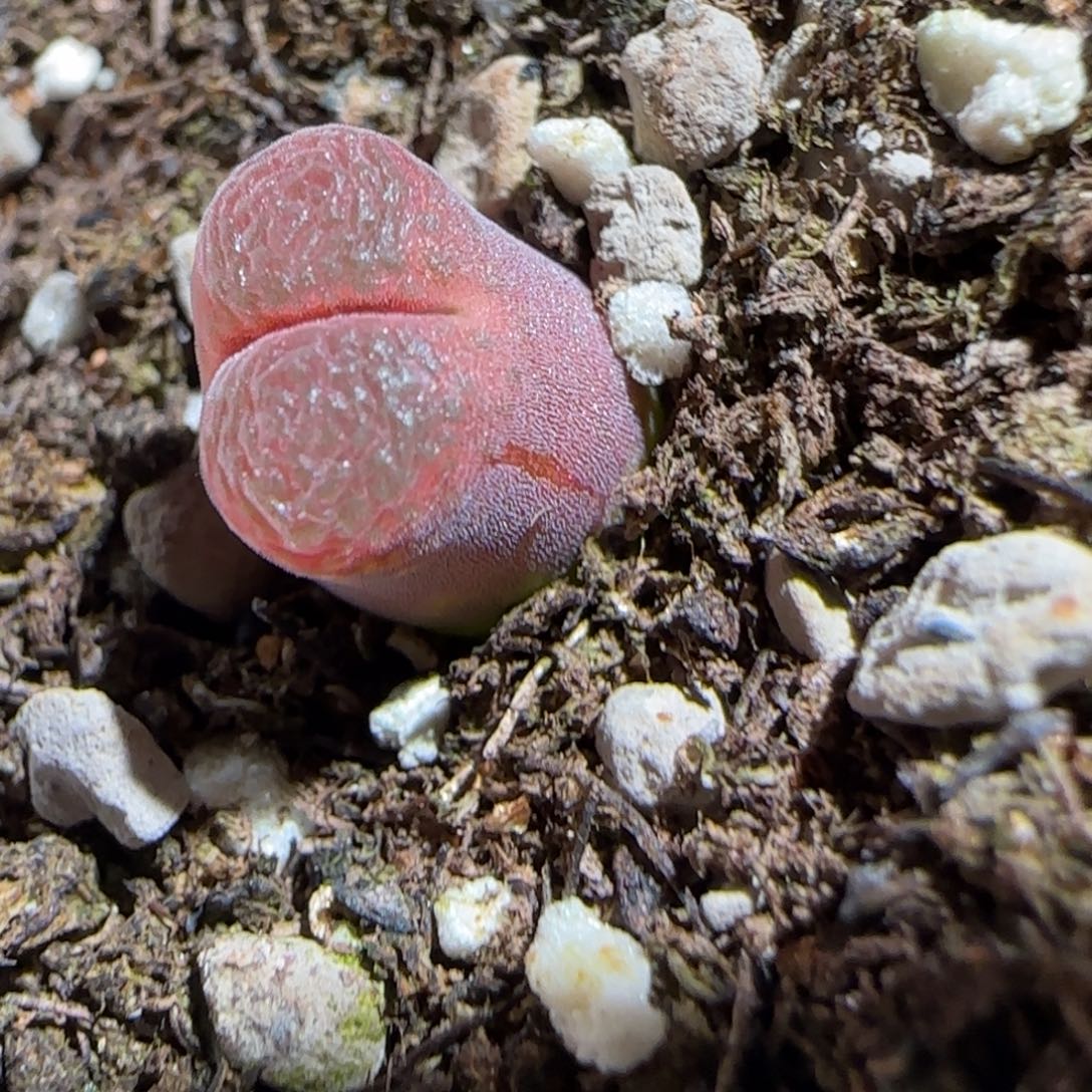 肉锥多肉植物组合-泰坦峡谷1110