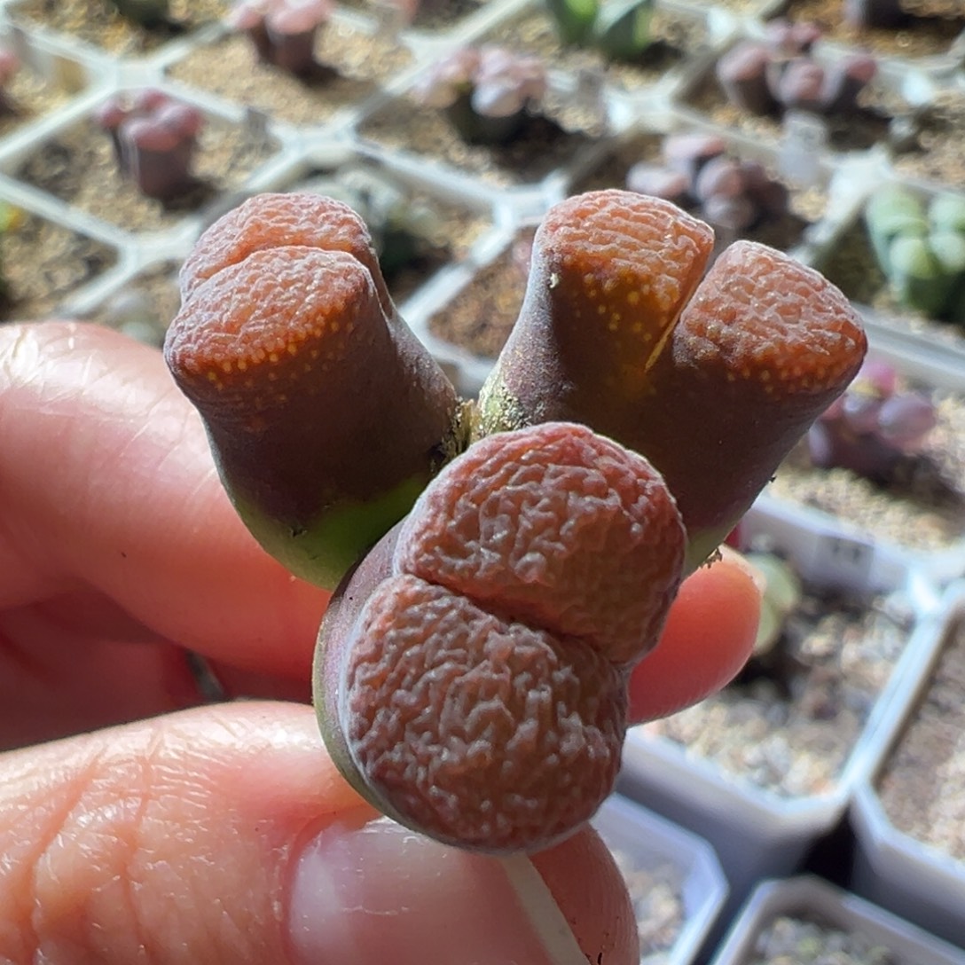 三头红蛋糕 开播福利01