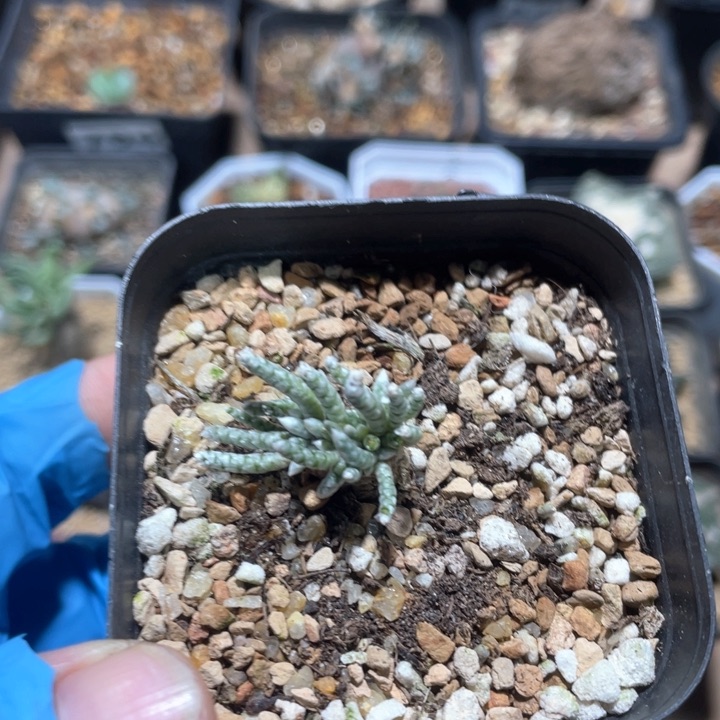 223韧锦块根植物