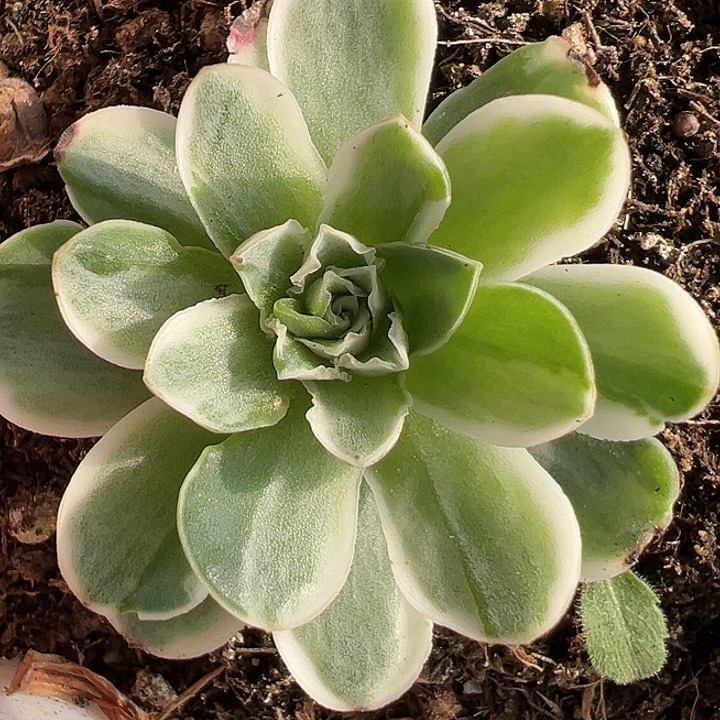 山地玫瑰锦秋夕918号