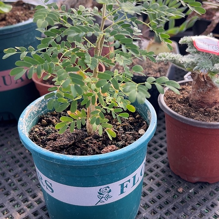 黑候刺树，一物一拍，带盆