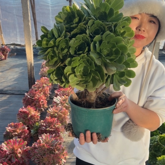 翡翠琉璃一颗包邮福利