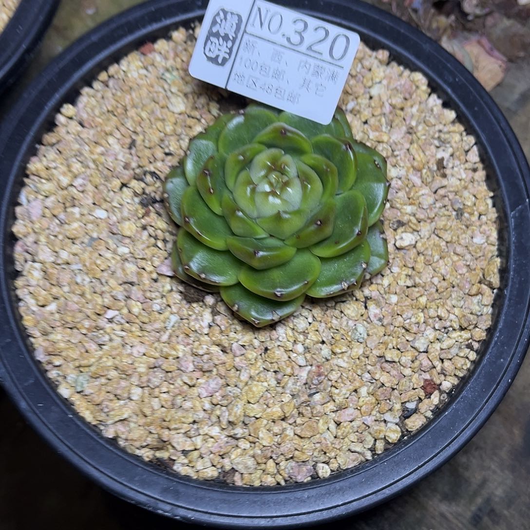 唯***漫320……………………………………奖品