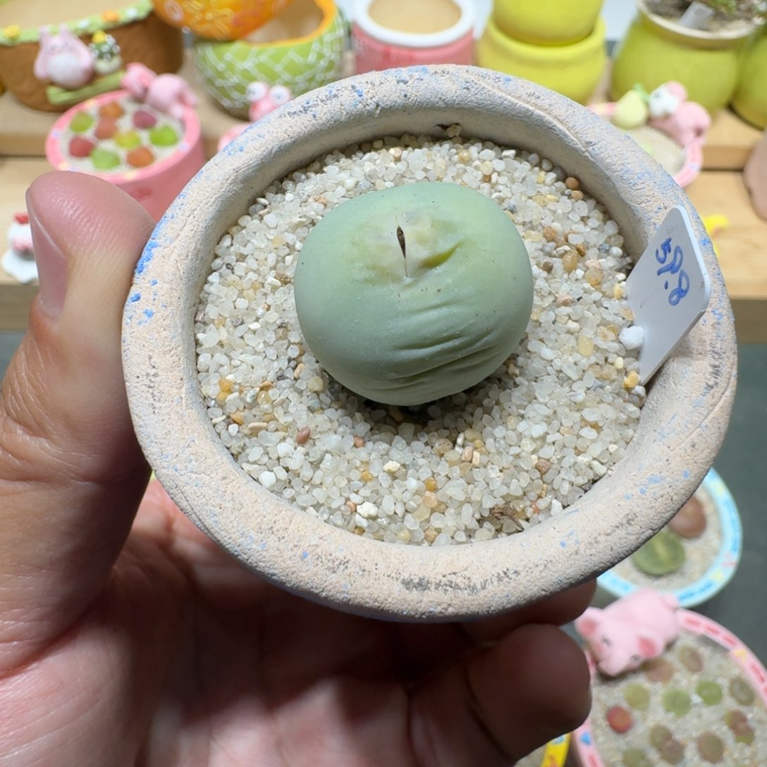 蘑菇294鸽子蛋鸽子蛋