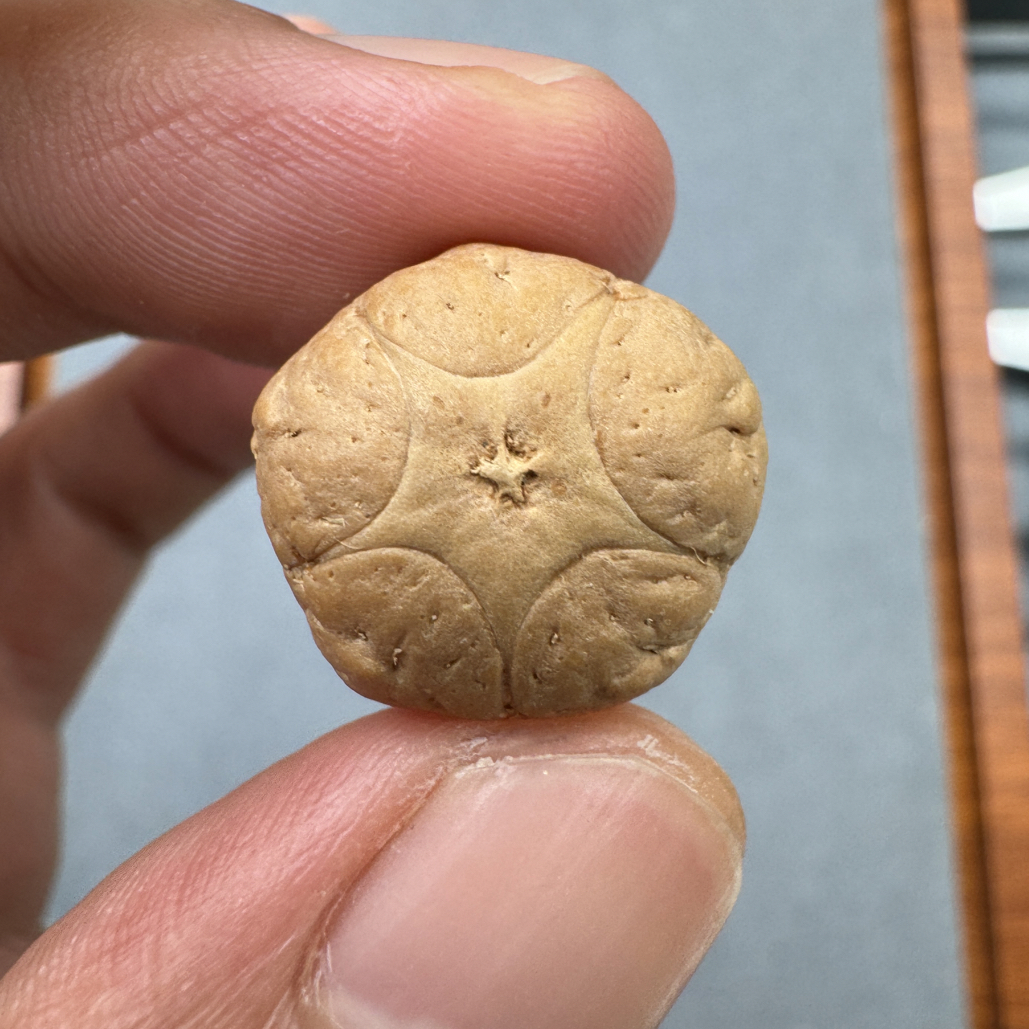 精品18+五星上将菩提凤眼手串三通佛头，非质量问题开孔不退ck369