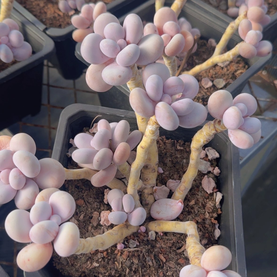 【闪购商品】原始奶19.9