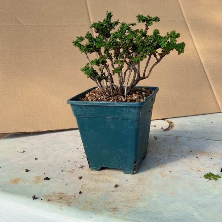 云***散无花朵石化。                  