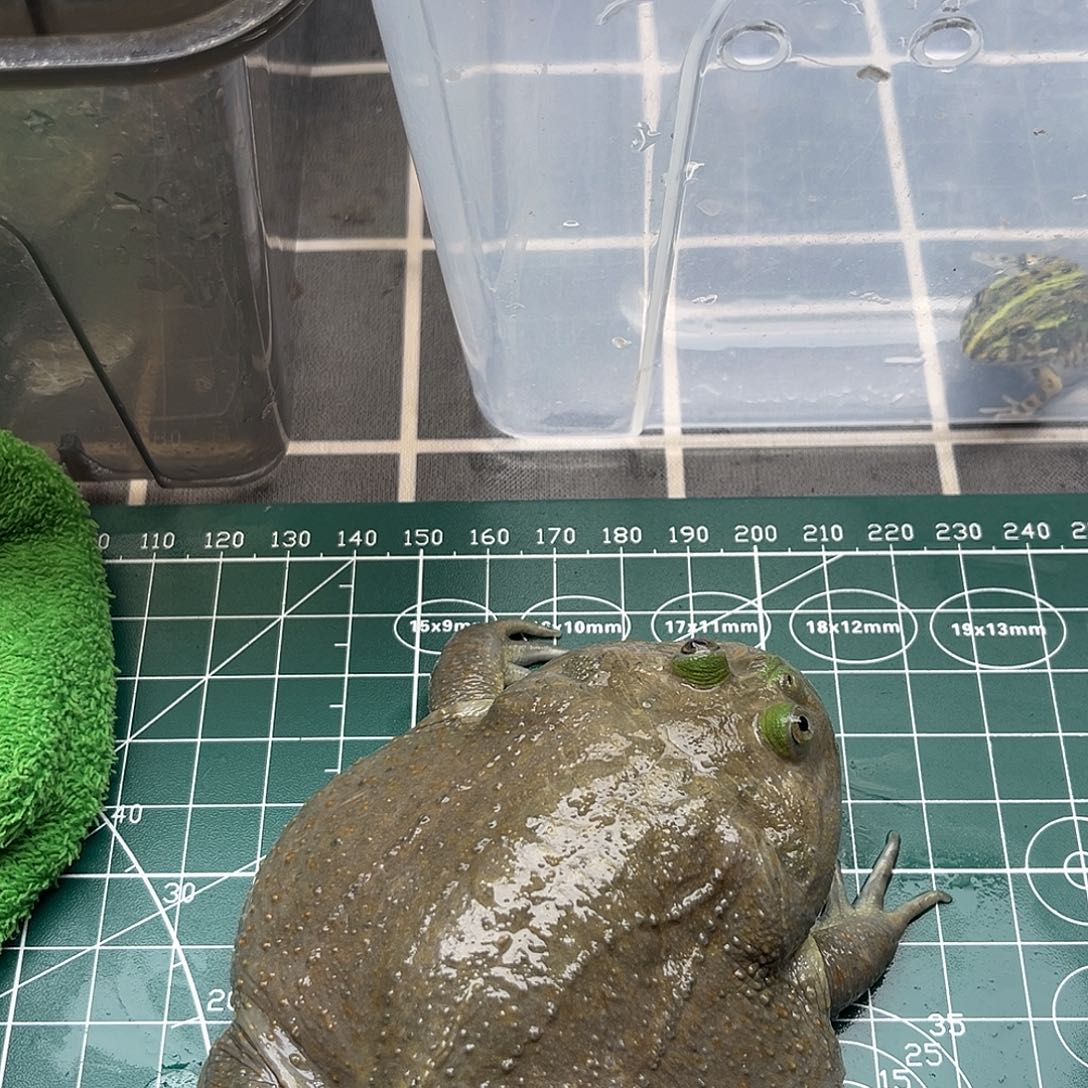 抺***属角蛙9厘米小丑蛙闪拍