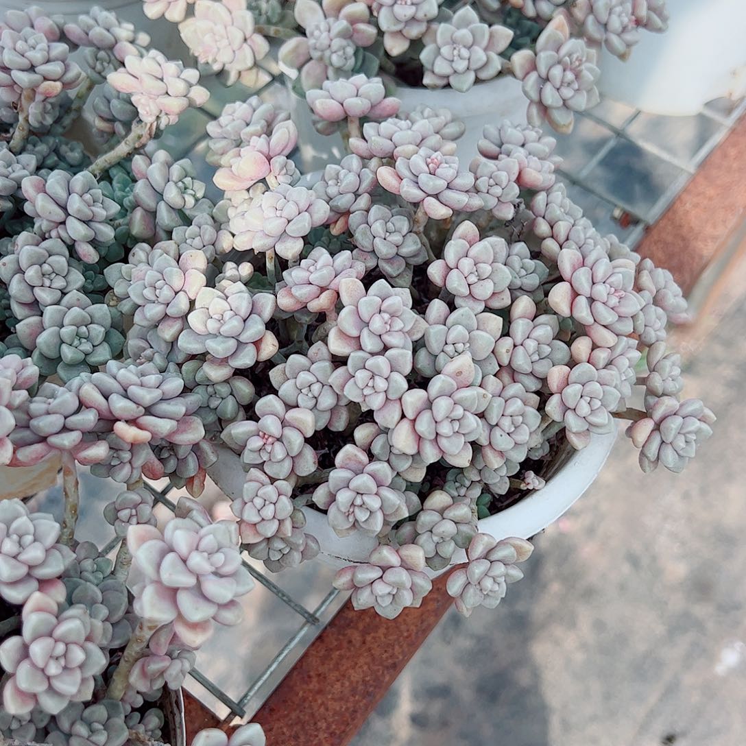 丸叶姬秋丽多头群生