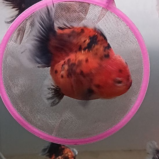 海水鱼精品泰狮观赏金鱼