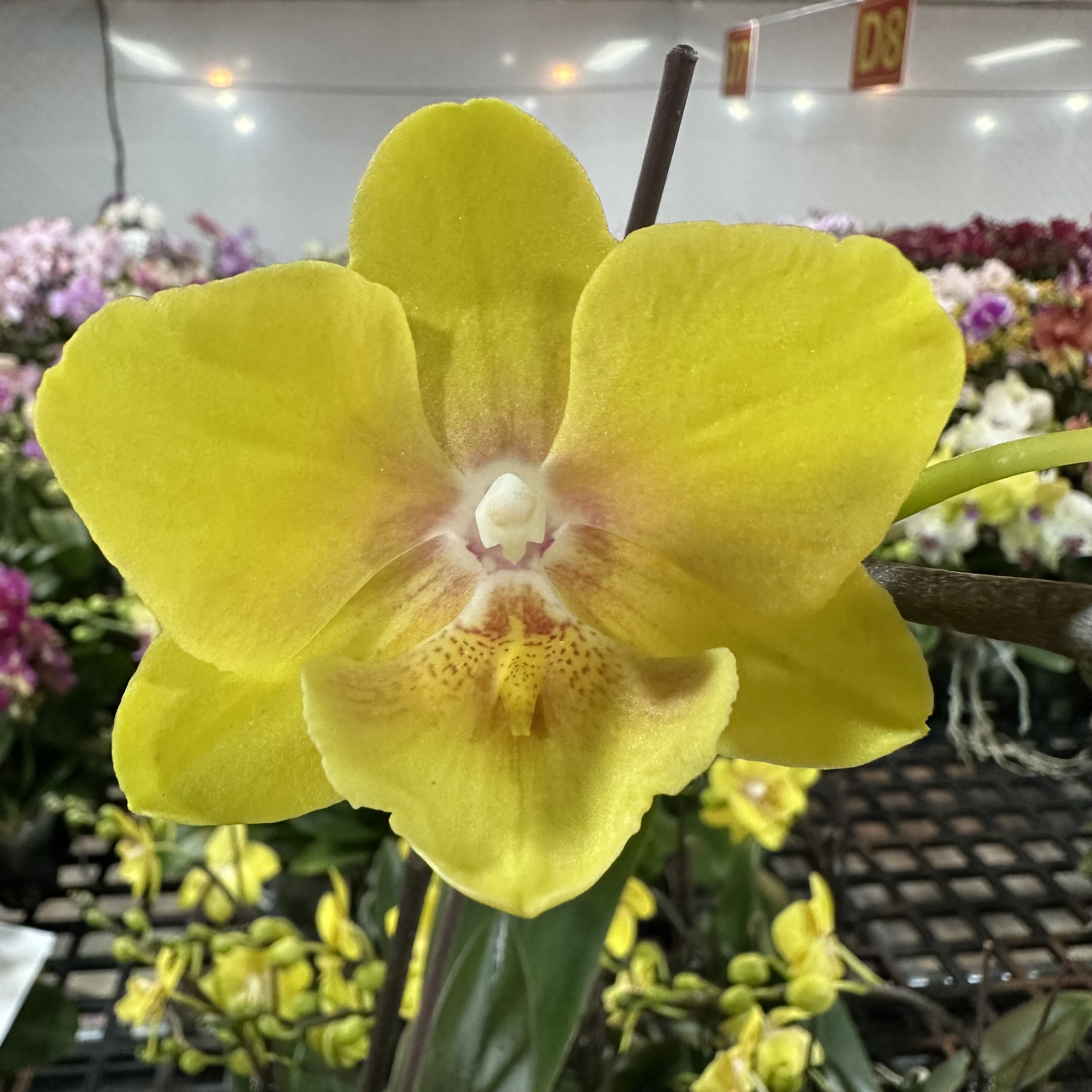 蝴蝶兰【金格格】梦幻浪漫室内高端花卉绿植