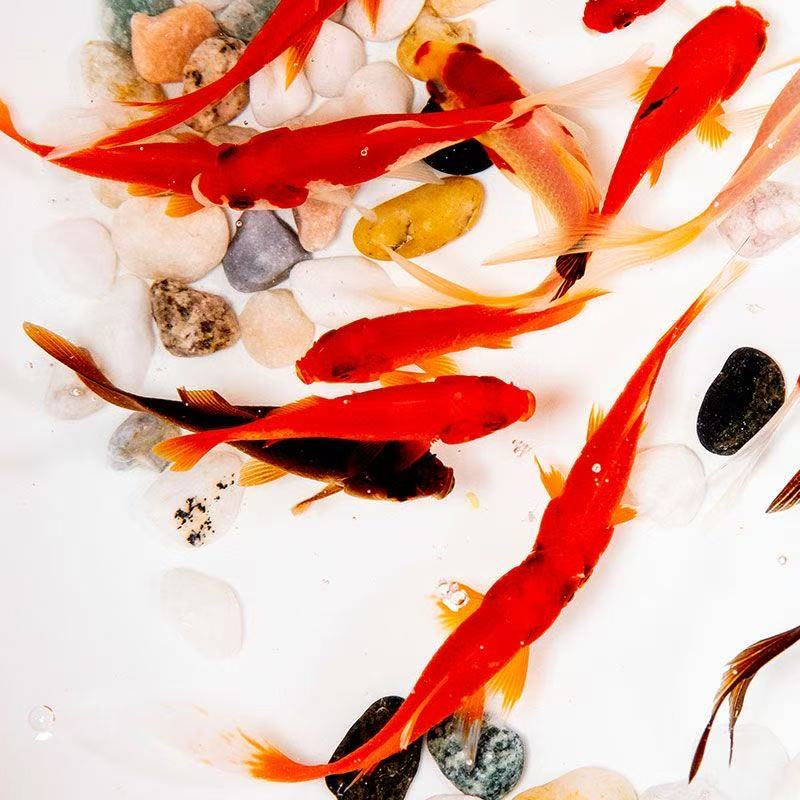 福利包邮7-9厘米15条草金鱼冷水观赏鱼新手懒人鱼