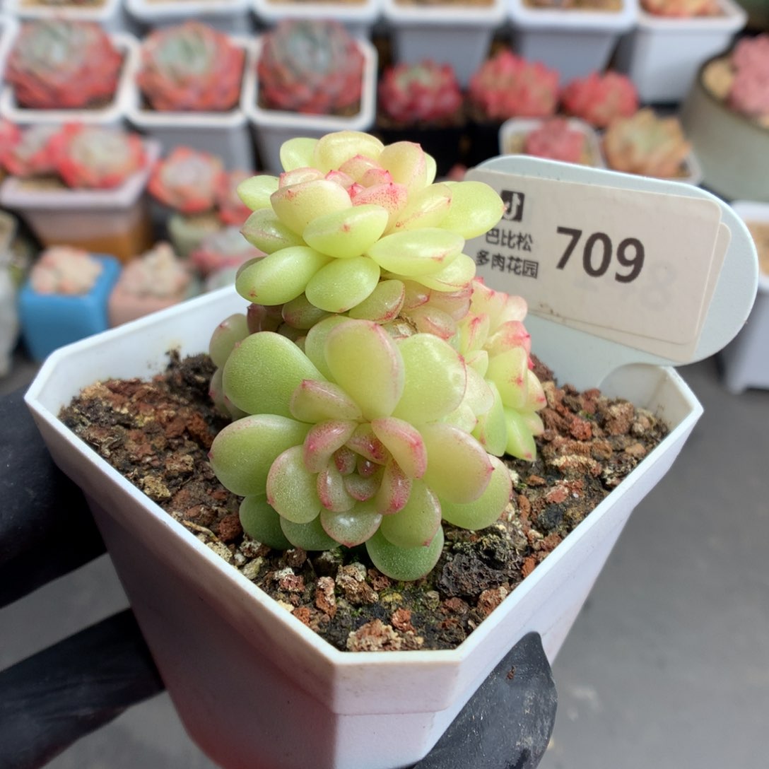 709 灯泡叶麦杆多肉