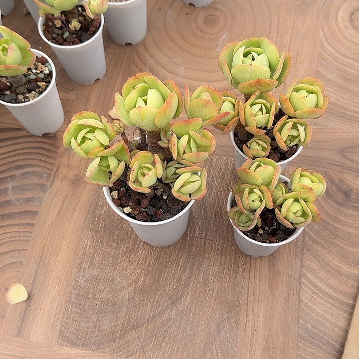 善***人鸡蛋碧桃三颗多肉