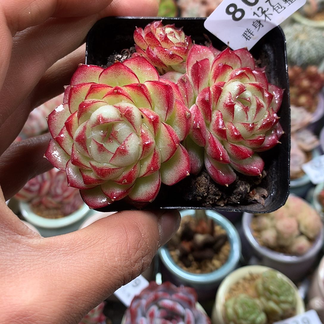 精控拇指盆12.7809